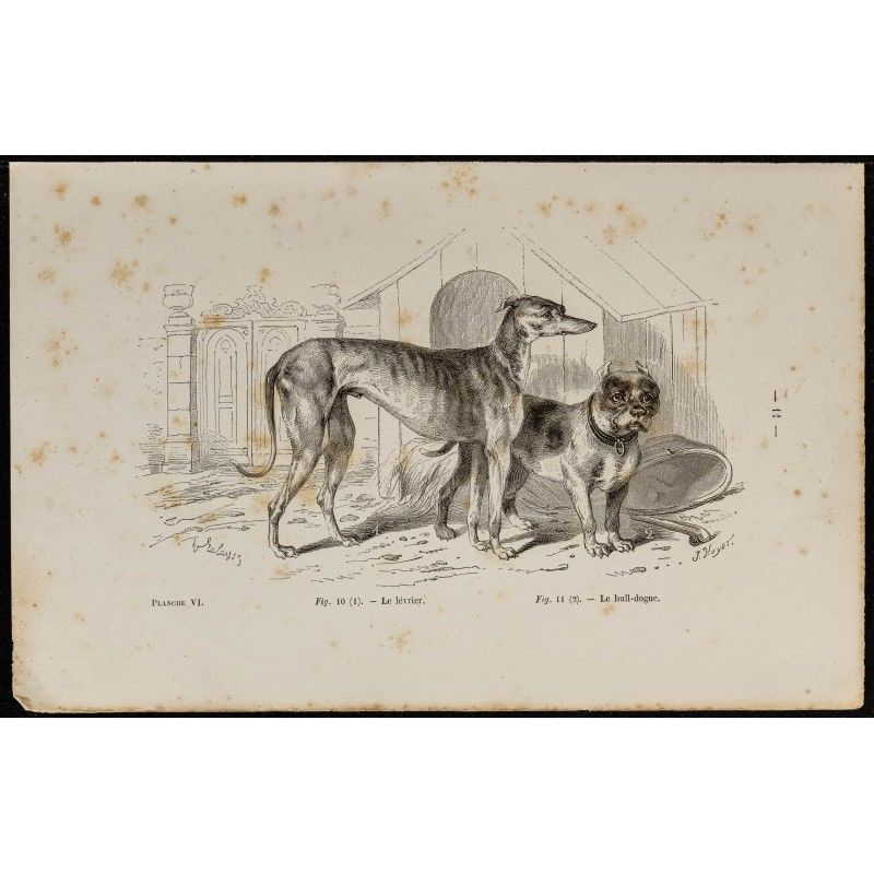 Gravure de 1867 - chien lévrier ainsi qu'un bull-dogue - 1