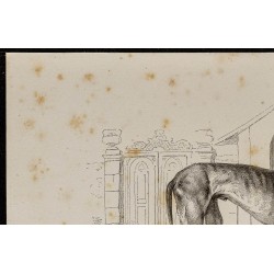 Gravure de 1867 - chien lévrier ainsi qu'un bull-dogue - 2