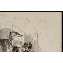 Gravure de 1867 - chien lévrier ainsi qu'un bull-dogue - 3