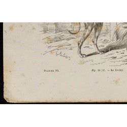 Gravure de 1867 - chien lévrier ainsi qu'un bull-dogue - 4