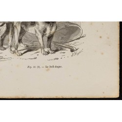 Gravure de 1867 - chien lévrier ainsi qu'un bull-dogue - 5