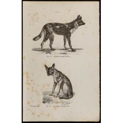 Gravure de 1867 - Chien sauvage du Cap & cynhyène - 1