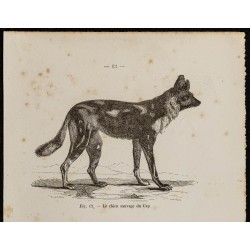 Gravure de 1867 - Chien sauvage du Cap & cynhyène - 2