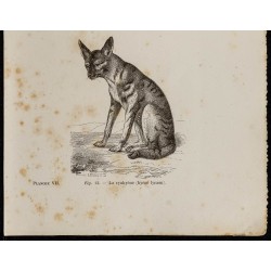 Gravure de 1867 - Chien sauvage du Cap & cynhyène - 3