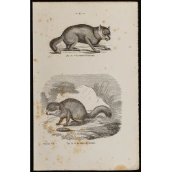 Gravure de 1867 - Renard d’Amérique & renard de Turquie - 1