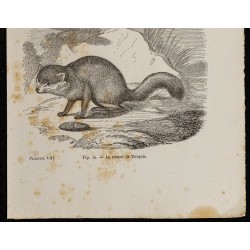 Gravure de 1867 - Renard d’Amérique & renard de Turquie - 3