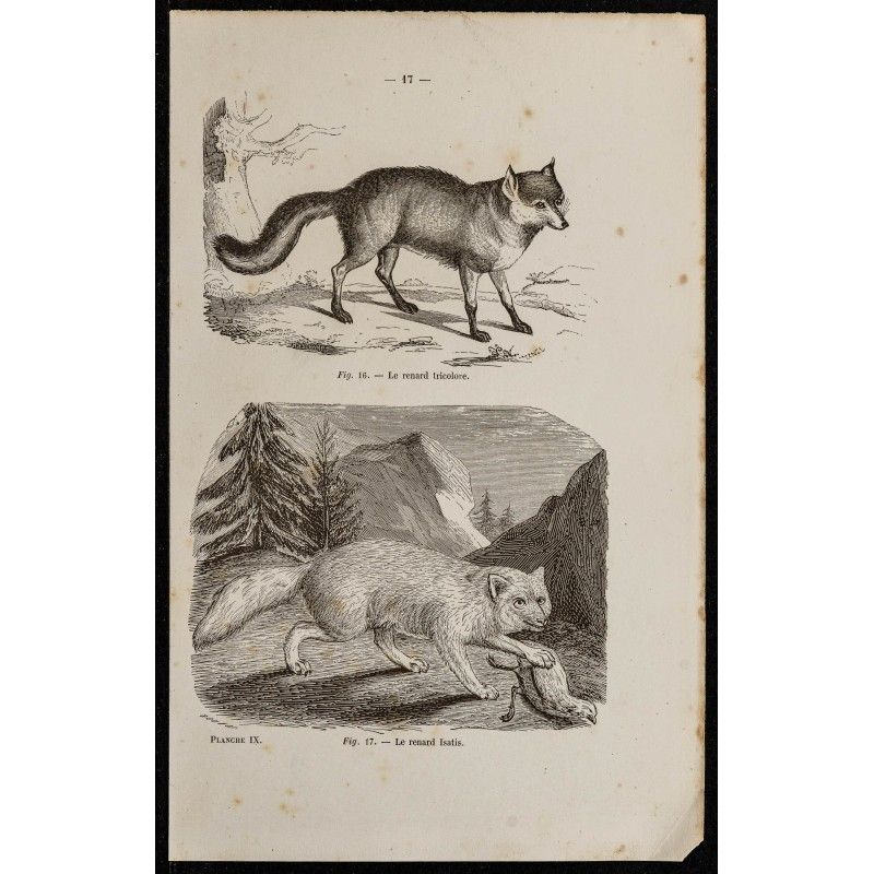 Gravure de 1867 - Renard tricolore & renard Isatis - 1