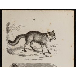 Gravure de 1867 - Renard tricolore & renard Isatis - 2