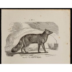 Gravure de 1867 -  Renard de Magellan et de Caama - 2