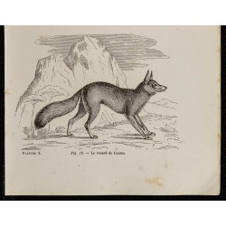 Gravure de 1867 -  Renard de Magellan et de Caama - 3