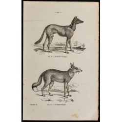 Gravure de 1867 - Chien lévrier d'Afrique & renard d'Egypte - 1
