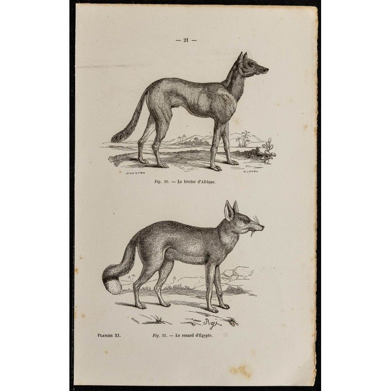 Gravure de 1867 - Chien lévrier d'Afrique & renard d'Egypte - 1