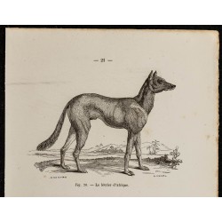Gravure de 1867 - Chien lévrier d'Afrique & renard d'Egypte - 2