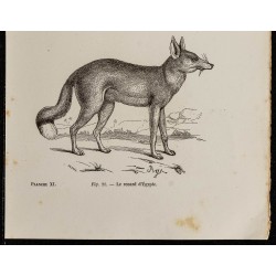 Gravure de 1867 - Chien lévrier d'Afrique & renard d'Egypte - 3