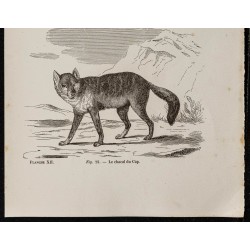 Gravure de 1867 - Chacal de Nubie & du Cap - 3