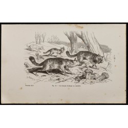 Gravure de 1867 - Chacals d'Afrique dans un cimetière - 1