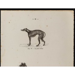 Gravure de 1867 - Petit lévrier et un lévrier anglais - 2