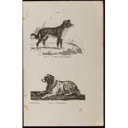 Gravure de 1867 - Chien de berger d'Amérique - 1