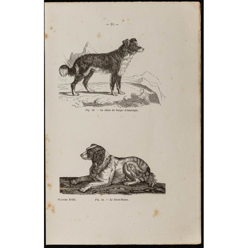 Gravure de 1867 - Chien de berger d'Amérique - 1