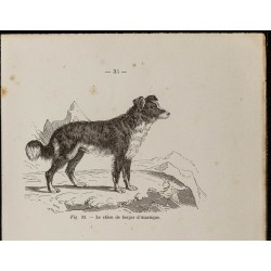 Gravure de 1867 - Chien de berger d'Amérique - 2