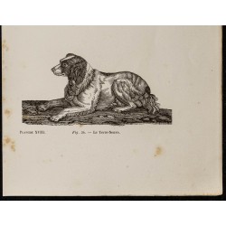 Gravure de 1867 - Chien de berger d'Amérique - 3
