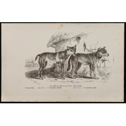 Gravure de 1867 - Chiots de chien et de loup - 1