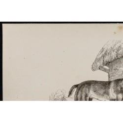 Gravure de 1867 - Chiots de chien et de loup - 2