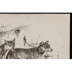 Gravure de 1867 - Chiots de chien et de loup - 3
