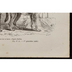 Gravure de 1867 - Chiots de chien et de loup - 5