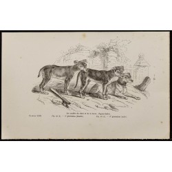 Gravure de 1867 - Chiots de chien et de loup - 1