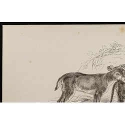 Gravure de 1867 - Chiots de chien et de loup - 2