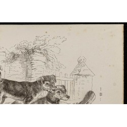 Gravure de 1867 - Chiots de chien et de loup - 3