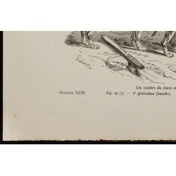 Gravure de 1867 - Chiots de chien et de loup - 4