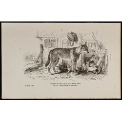 1867 - Chiots de chien et...