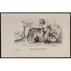 Gravure de 1867 - Chiots de chien et de loup - 1