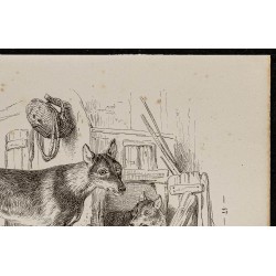 Gravure de 1867 - Chiots de chien et de loup - 3