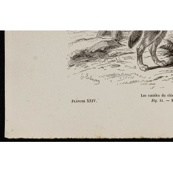 Gravure de 1867 - Chiots de chien et de loup - 4