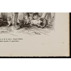 Gravure de 1867 - Chiots de chien et de loup - 5