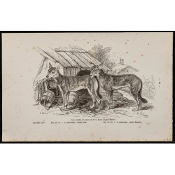 Gravure de 1867 - Chiots de chien et de loup - 1