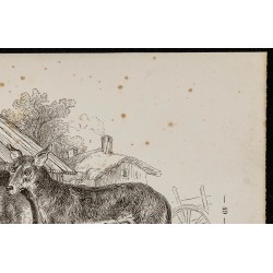 Gravure de 1867 - Chiots de chien et de loup - 3