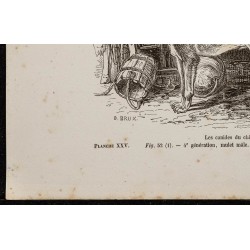 Gravure de 1867 - Chiots de chien et de loup - 4