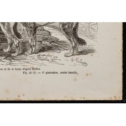 Gravure de 1867 - Chiots de chien et de loup - 5