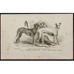 Gravure de 1867 - Croisement du bull-dog et lévrier - 1