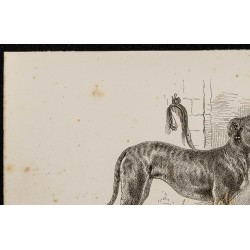 Gravure de 1867 - Croisement du bull-dog et lévrier - 2