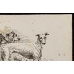 Gravure de 1867 - Croisement du bull-dog et lévrier - 3