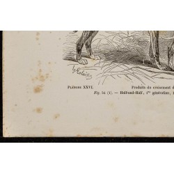 Gravure de 1867 - Croisement du bull-dog et lévrier - 4