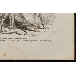 Gravure de 1867 - Croisement du bull-dog et lévrier - 5