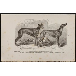 Gravure de 1867 - Croisement du bull-dog et lévrier - 1