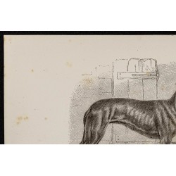 Gravure de 1867 - Croisement du bull-dog et lévrier - 2