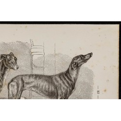 Gravure de 1867 - Croisement du bull-dog et lévrier - 3